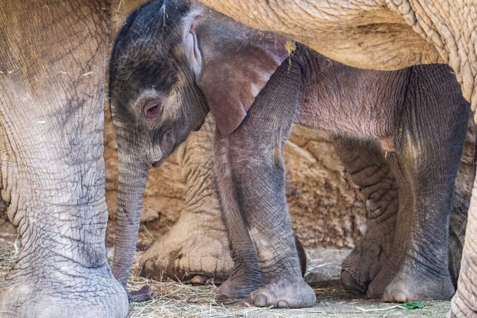 Elefanten-Baby "Kaja" stand bei seinem ersten öffentlichen Auftritt im Opel-Zoo zwischen den Beinen seiner Mutter "Kariba".