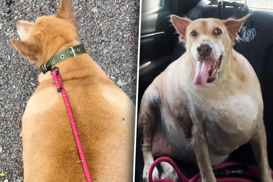 Retter trauen Augen nicht, als sie Straßenhund sehen: Wie konnte das nur passieren?