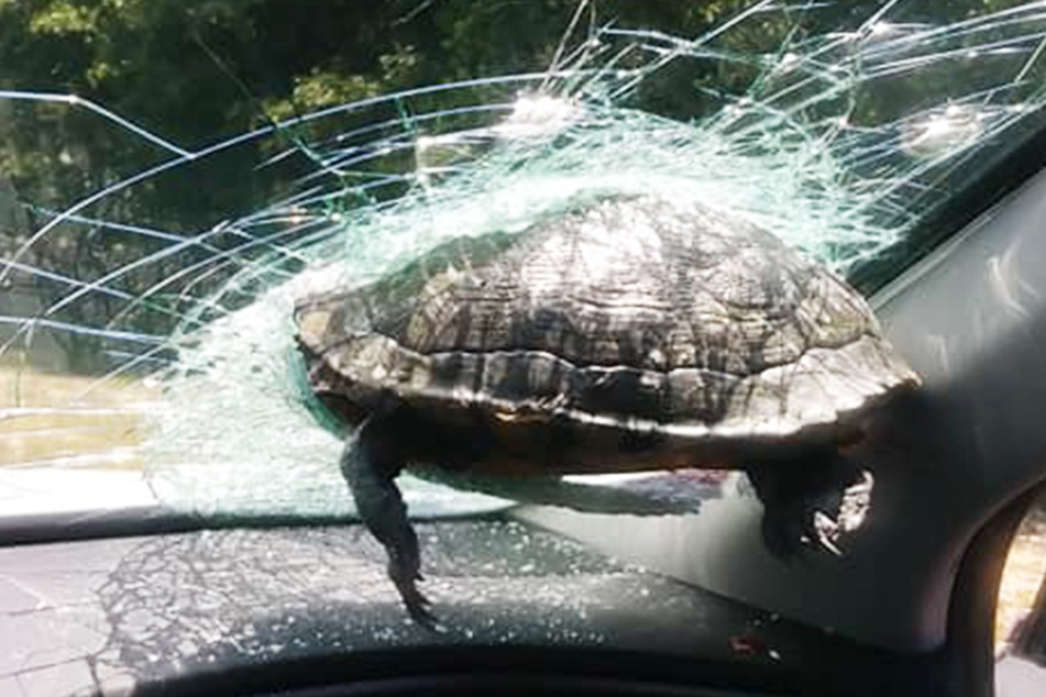 Die Schildkröte steckte in der Frontscheibe des Autos fest.
