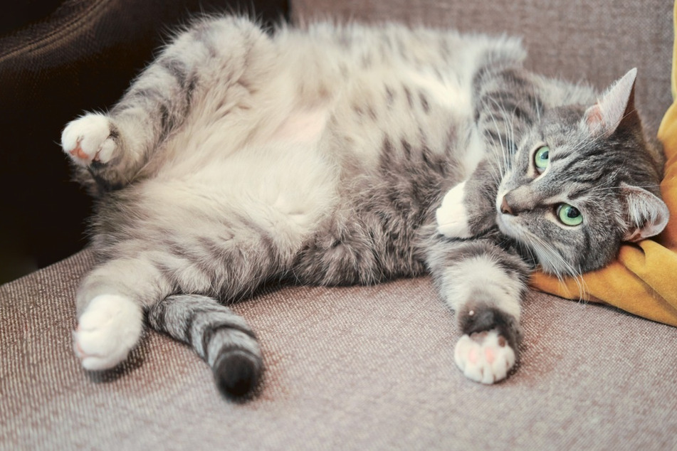 Cat belly: Can you rub a cat's stomach, and what's the Venus cat trap?