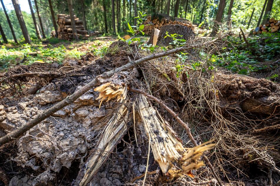 Klimaereignisse und der Borkenkäfer haben dem Wald in den vergangenen Jahren ganz schön zugesetzt. (Archivbild)