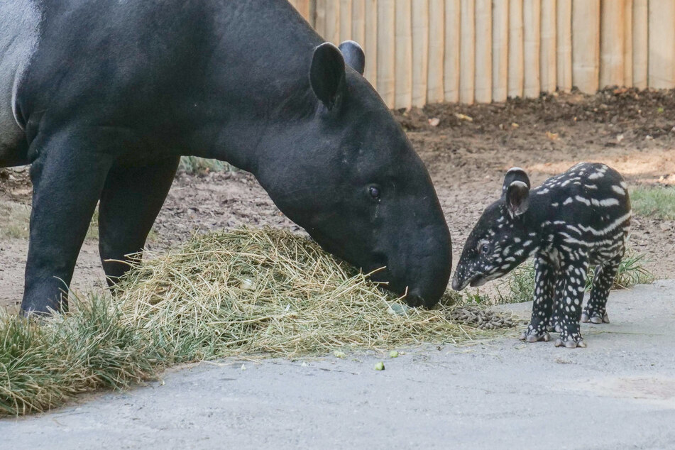 Nach Geparden-Fünflingen: Seltener Nachwuchs bei den Tapiren in der Wilhelma