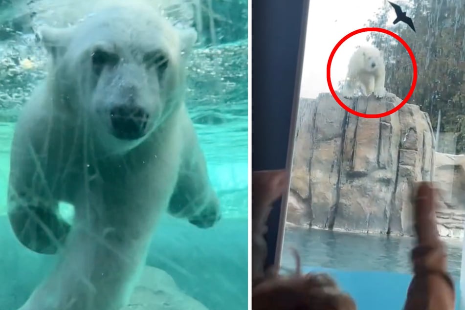 Polar bear's daring plunge makes millions cheer!
