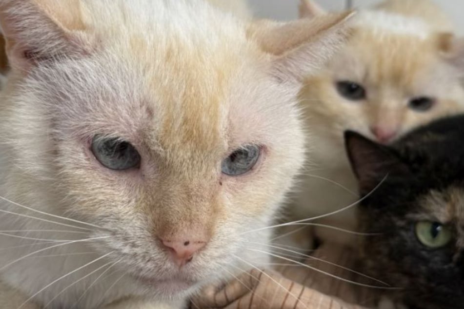 Los animales parecen estar ligeramente traumatizados debido a su pasado y buscan dueños nuevos especialmente sensibles.