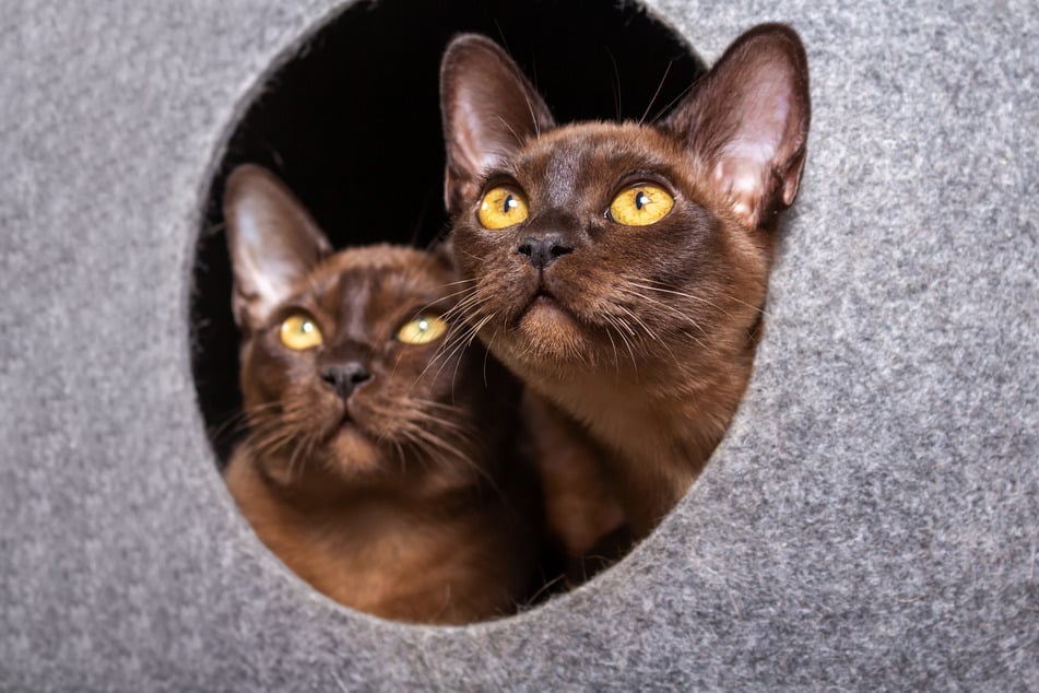Burmese cats are incredibly curious and will seek constant contact with humans.