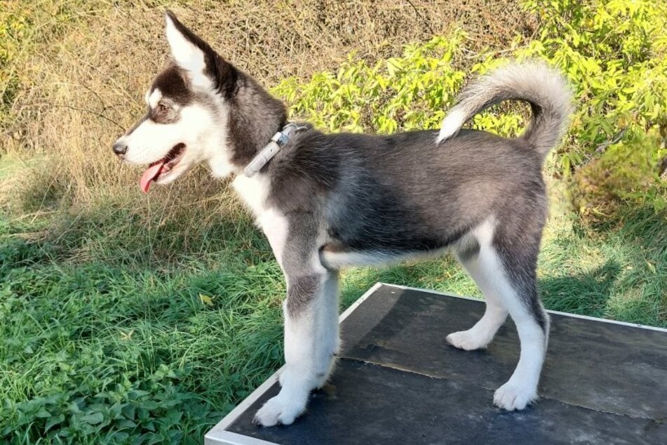 Der Husky-Welpe ist gerade einmal vier Monate alt.
