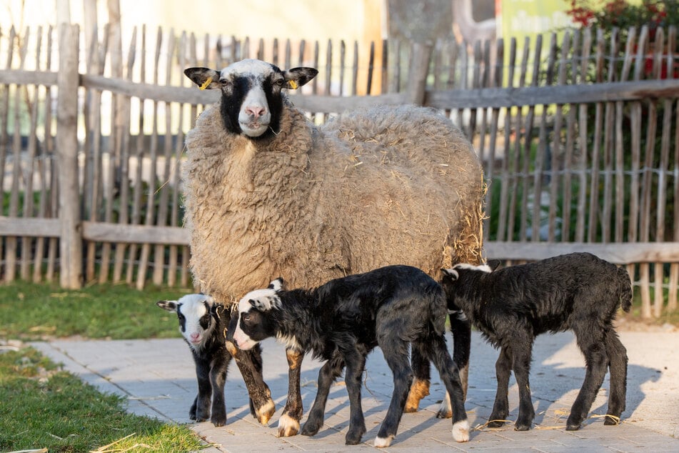 Die kleinen Lämmer halten sich noch nah bei ihrer Mutter auf.