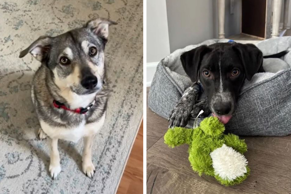 TikTok can't stop laughing about this dog's pouty protest over new puppy