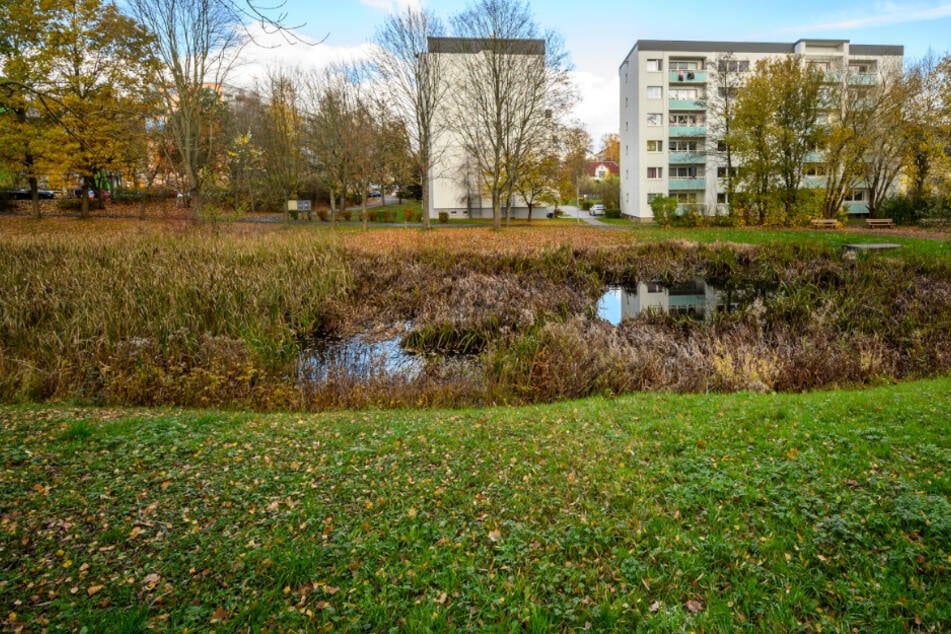 Chemnitz: Dieser Teich in Chemnitz wächst immer mehr zu: Warum kümmert sich niemand?