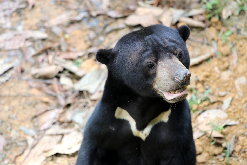 Sun bear or human in costume? Chinese zoo faces animal impersonation affair
