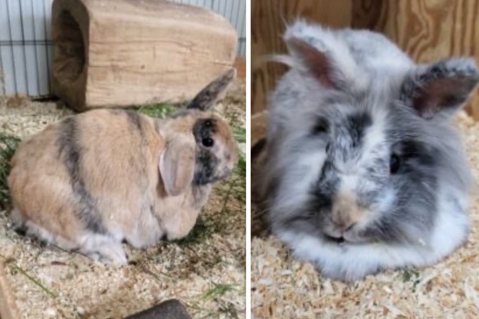 Karli (r.) und Kalle suchen ein liebevolles Zuhause mit artgerechter Ernährung.