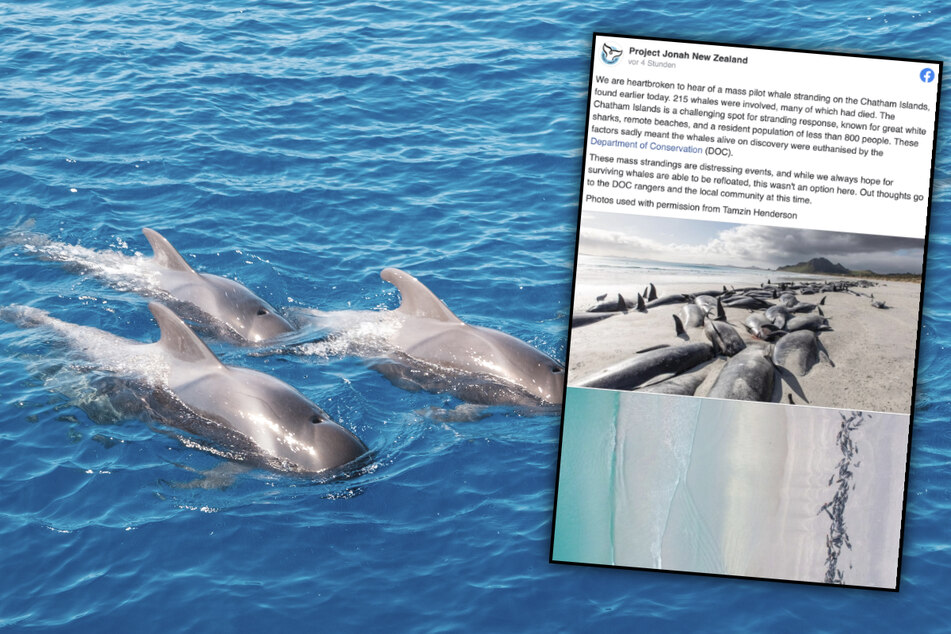 Mehr als 200 Wale gestrandet: Rettung war "keine Option"