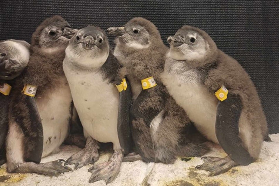 Dank Artenschutz-Euro: Zoo Duisburg rettet mit Spende bedrohte Pinguin-Küken