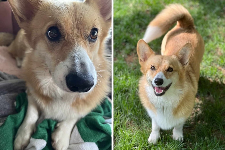 It is conceivable that after a weekend full of love and friendship, the sweet Corgi dog is already dreaming of the next party.