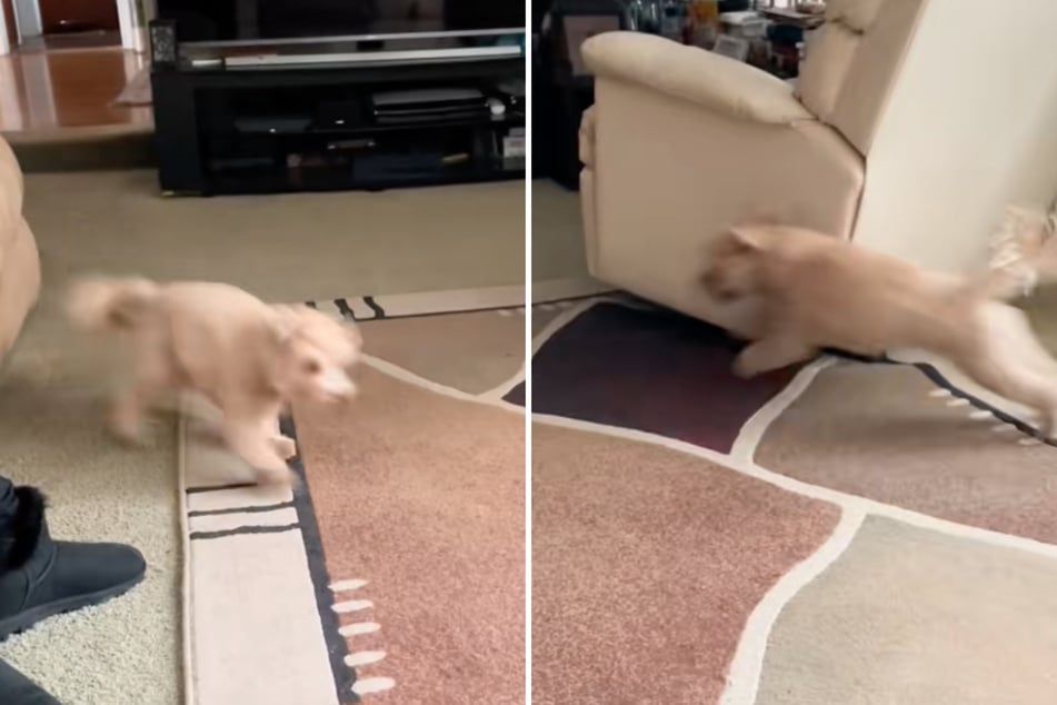He just arrived home from the vet, and the dog is already scampering around the room again.