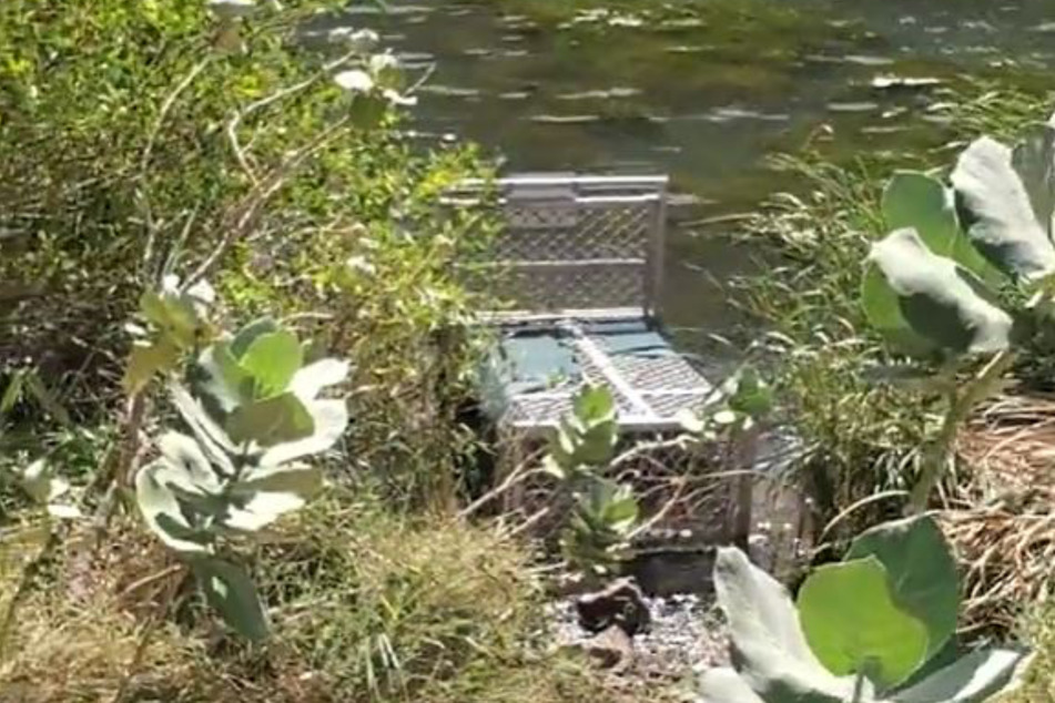 Diese Salzwasserkrokodilfalle stand wenige Meter neben dem Ufer, an dem die Familie von Renae Bunster ins Wasser ging.