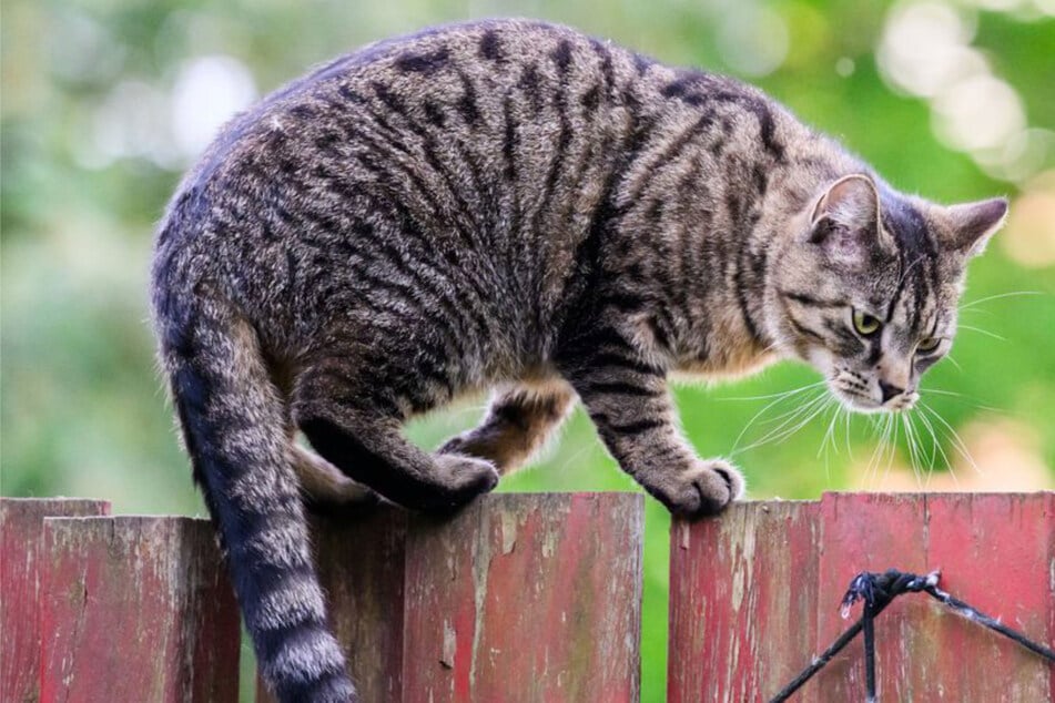 Der braun getigerte Kater kam verletzt nach Hause zurück. (Symbolfoto)