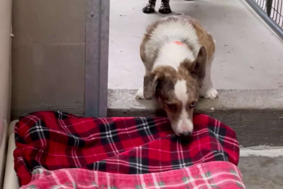 In the video, one of National Mill's dogs suspiciously sniffed their new blanket.