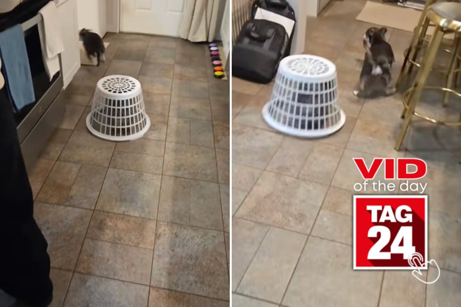 viral videos: Viral Video of the Day for March 6, 2026: Pomeranian gets put in "hamper jail" for pestering senior dog