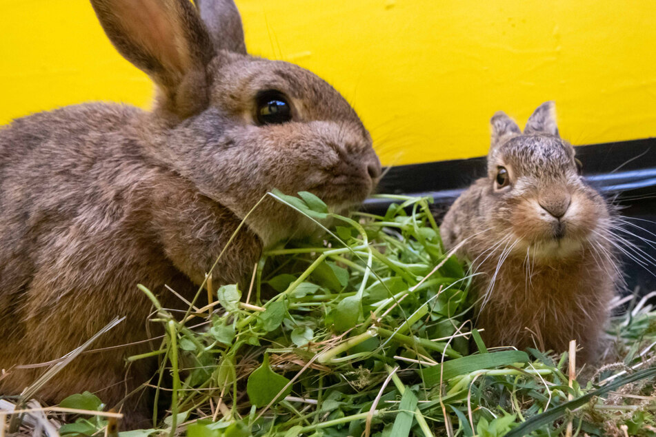 Dresden: Da hoppelt das Herz vor Freude: Kaninchen adoptiert Hasen-Baby