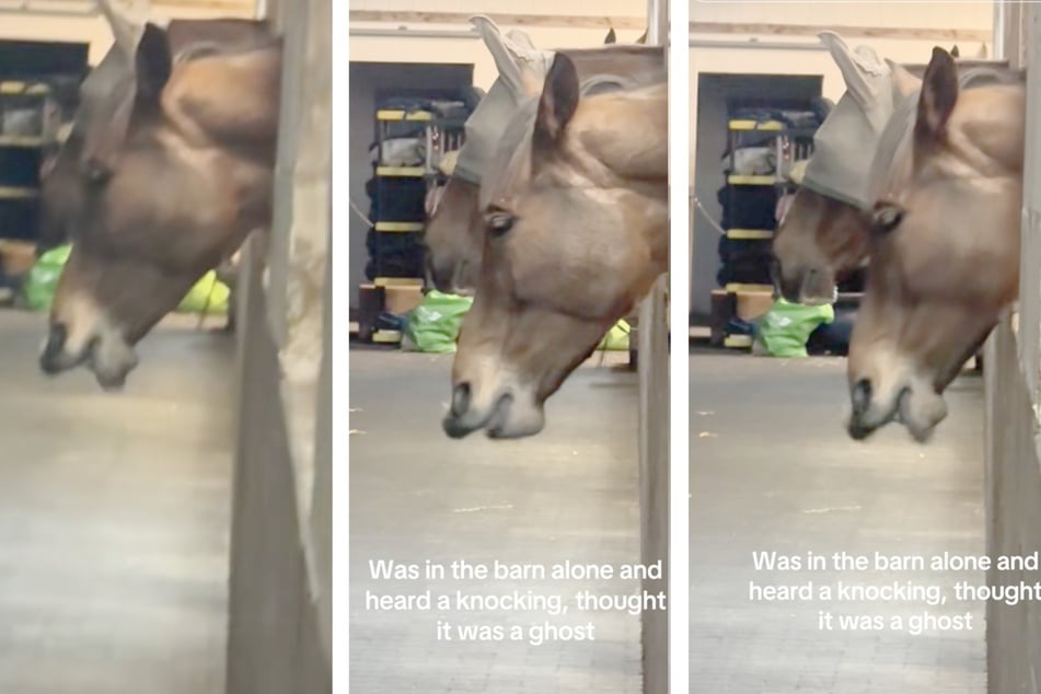 Es sollte sich herausstellen, dass sich eines ihrer Pferde mit einer Lippenbewegung selbst beruhigte.