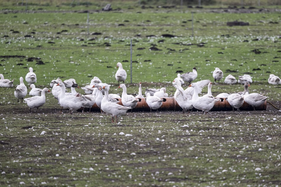 Etwa 5000 Gänse des Spargelhofes Kremmen in Oberhavel sollen getötet werden.