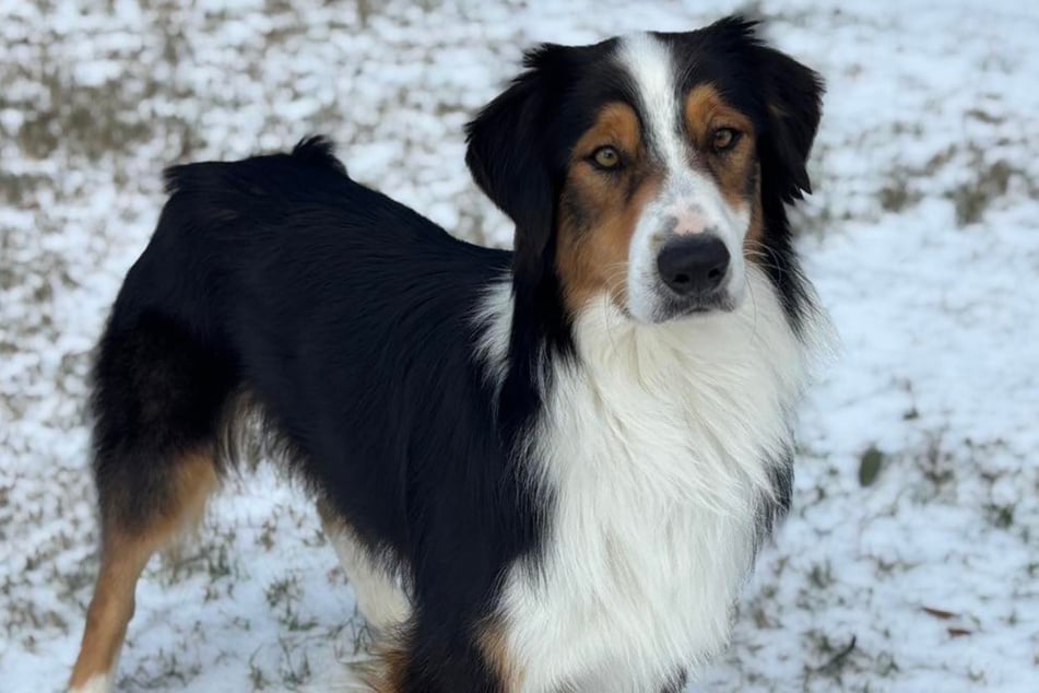 Tobias wurde im texanischen Killeen entdeckt.