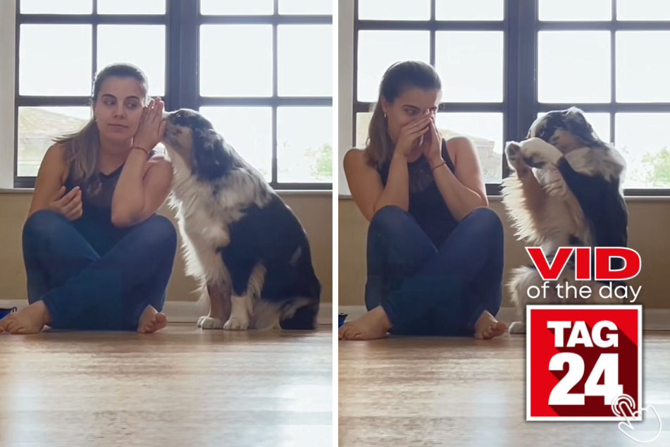 Check out today's Viral Video of the Day, featuring a mini Australian shepherd named Sam who is in the creative process of practicing his newest trick!