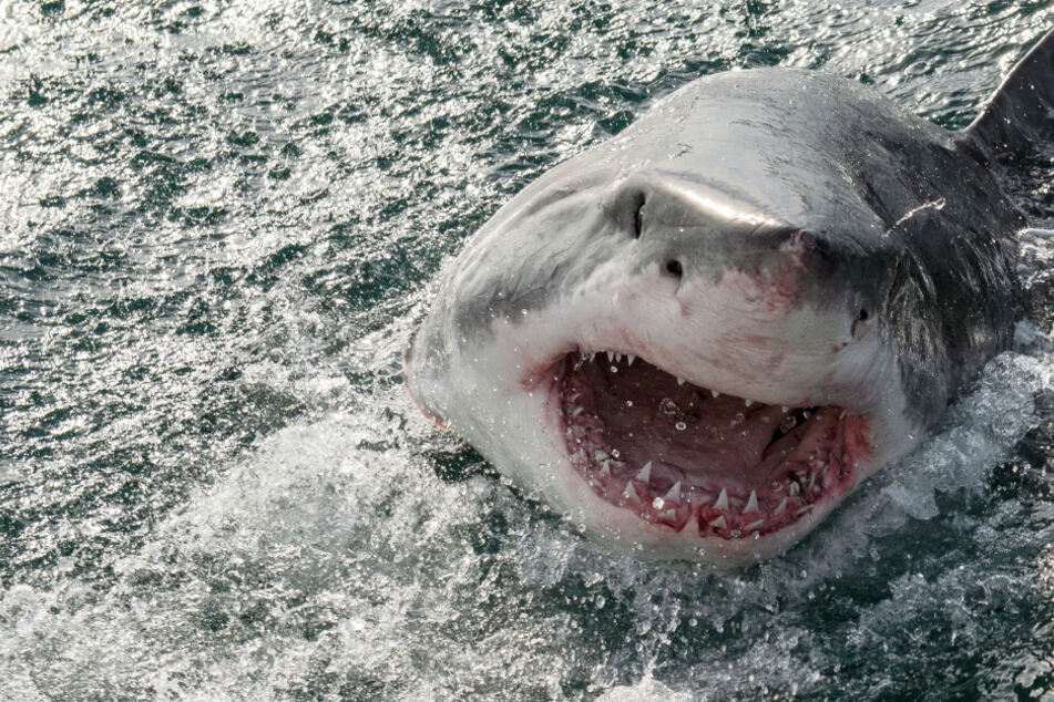 Ein Hai hat einen Jungen von einem Fischerboot vor der Küste der australischen Insel Tasmanien ins Wasser gezogen. (Symbolbild)