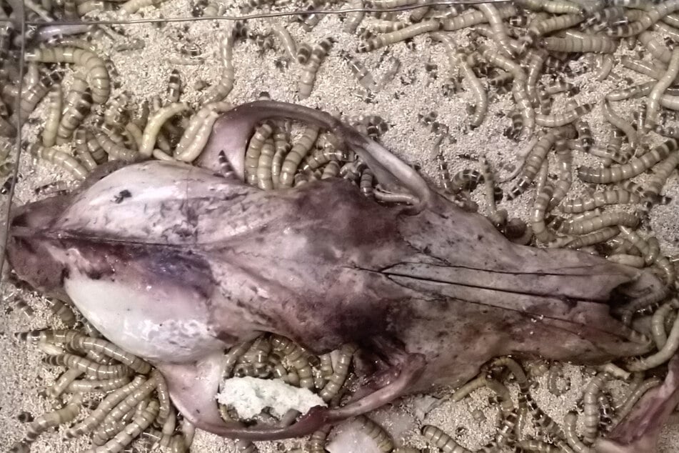 Die bis zu sechs Zentimeter langen Tiere fressen den Angaben nach innerhalb weniger Stunden oder Tage Skelette blitzeblank.