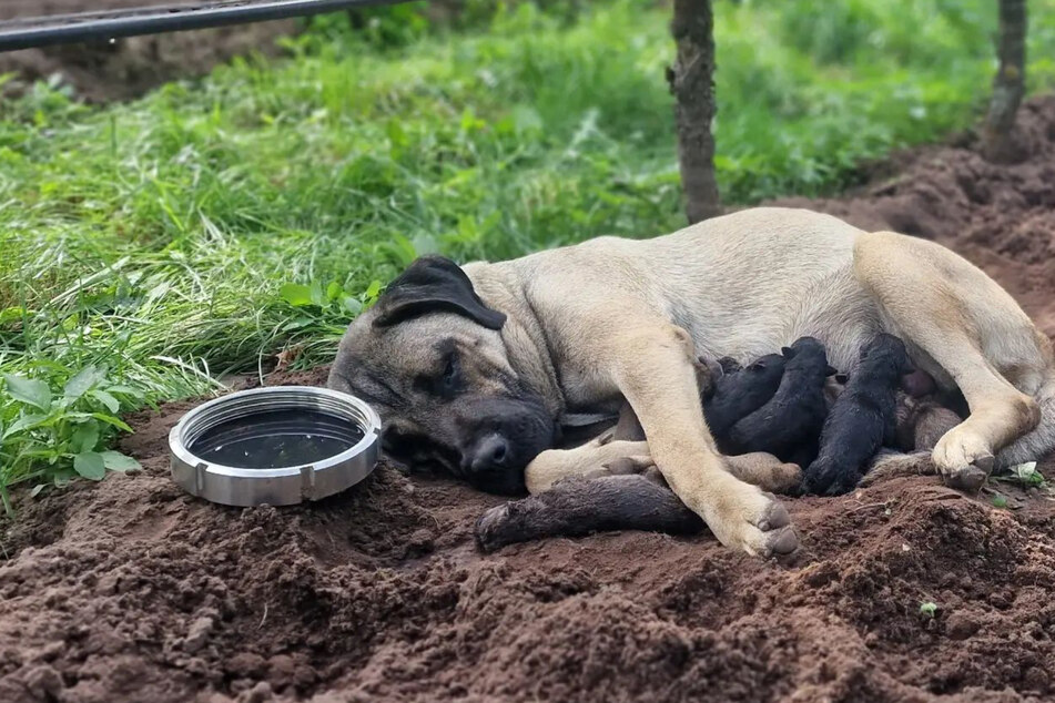 Tierretter helfen in der Not! Ausgesetzte Hunde-Mama bringt 14 Welpen zur Welt