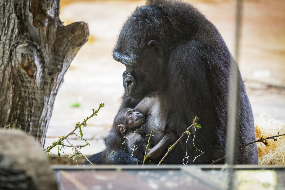 Am Freitag wurde im Prager Zoo ein kleines Gorilla-Baby geboren.