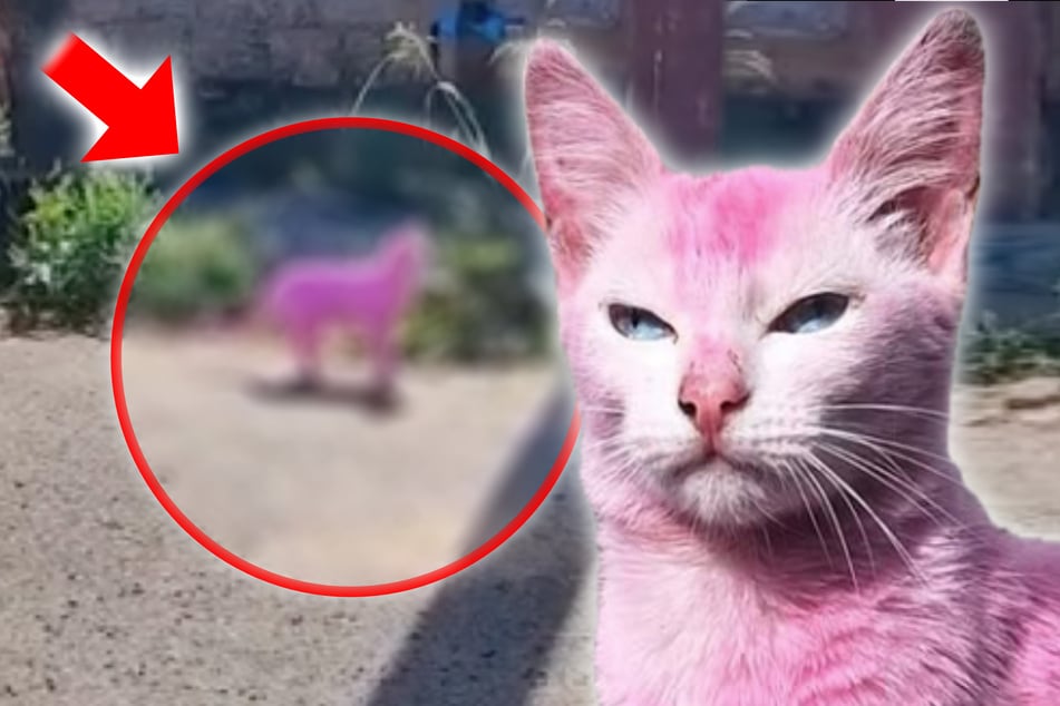 Grausam! Frau färbt Katze mit giftiger Holzfarbe pink