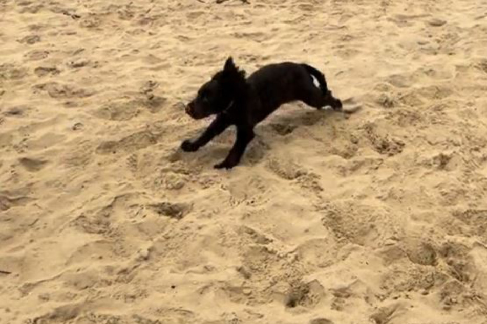 Rolo kennt kein Halten mehr. In rasantem Tempo läuft er auf dem Strand herum.