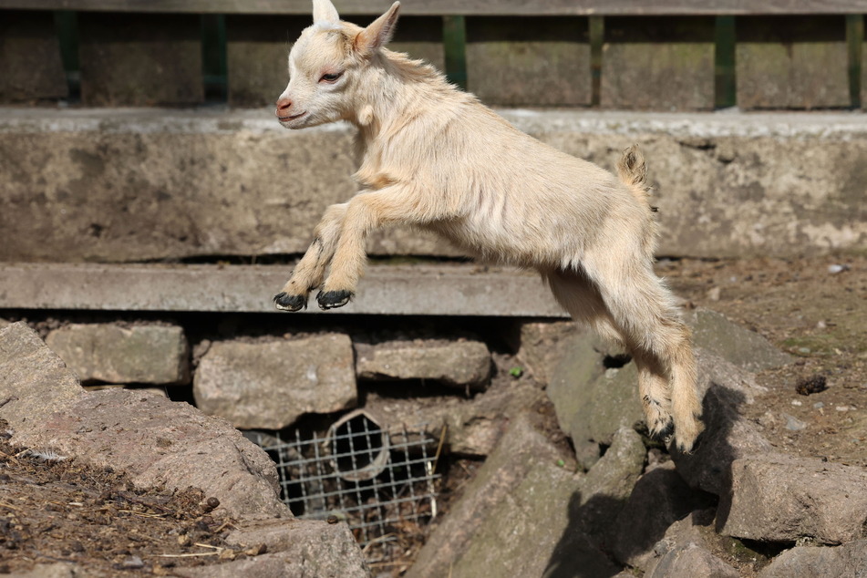 Die männliche Ziege ist elf Wochen alt und wieder im Tiergehege Glauchau angekommen.