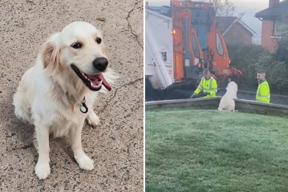 One Golden Retriever dog is obsessed with the garbage truck guys!