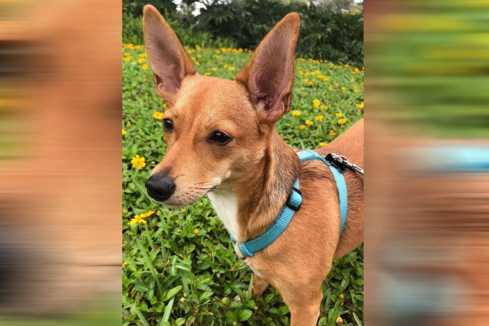 Jasper the coydog is a real bundle of energy.