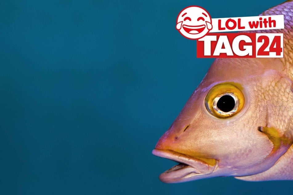 Joke of the Night for April 10, 2026: A fishy funny