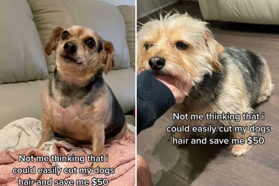 Woman finds herself in a hairy situation after shaving her dog