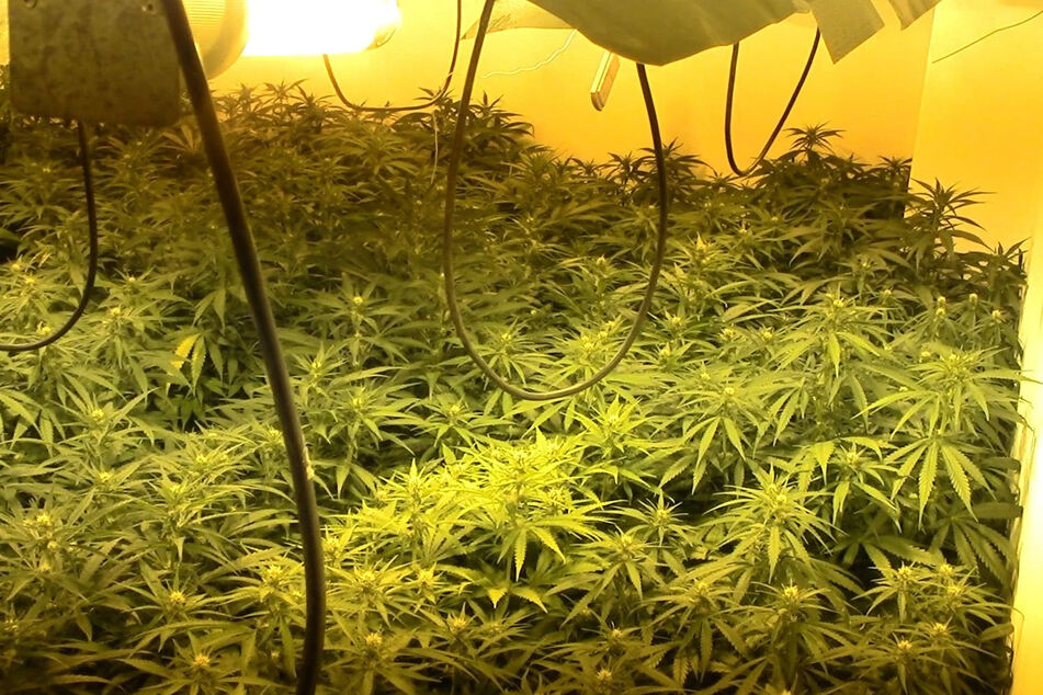Die Polizei stellte rund 450 Marihuana-Pflanzen sicher. (Symbolbild)