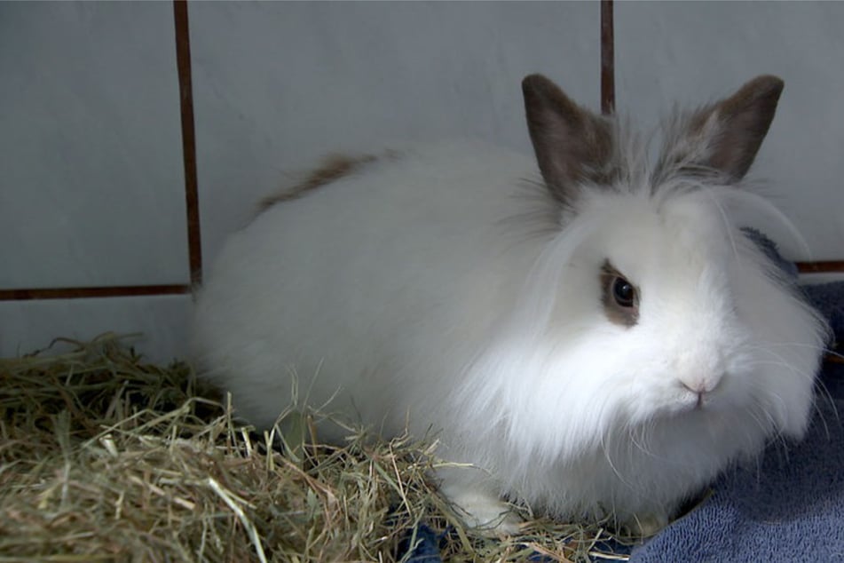 Kaninchen Gandalf wurde von einem Tier angefallen und im Tierheim wieder aufgepäppelt.