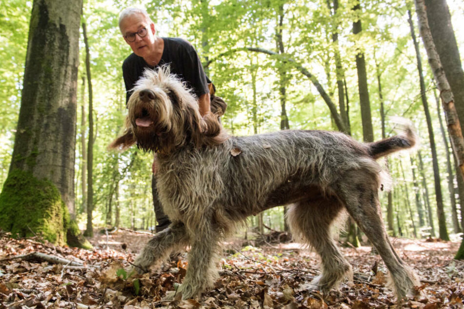 Hundeführer sollen mit ihren eigens ausgebildeten Seuchenhunden im Landkreis Spree-Neiße nach toten Wildschweinen suchen.