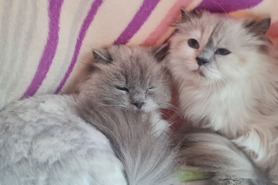 Beaufort (l.) und Fabienne suchen einfühlsame Menschen, die ihnen mit Geduld begegnen.