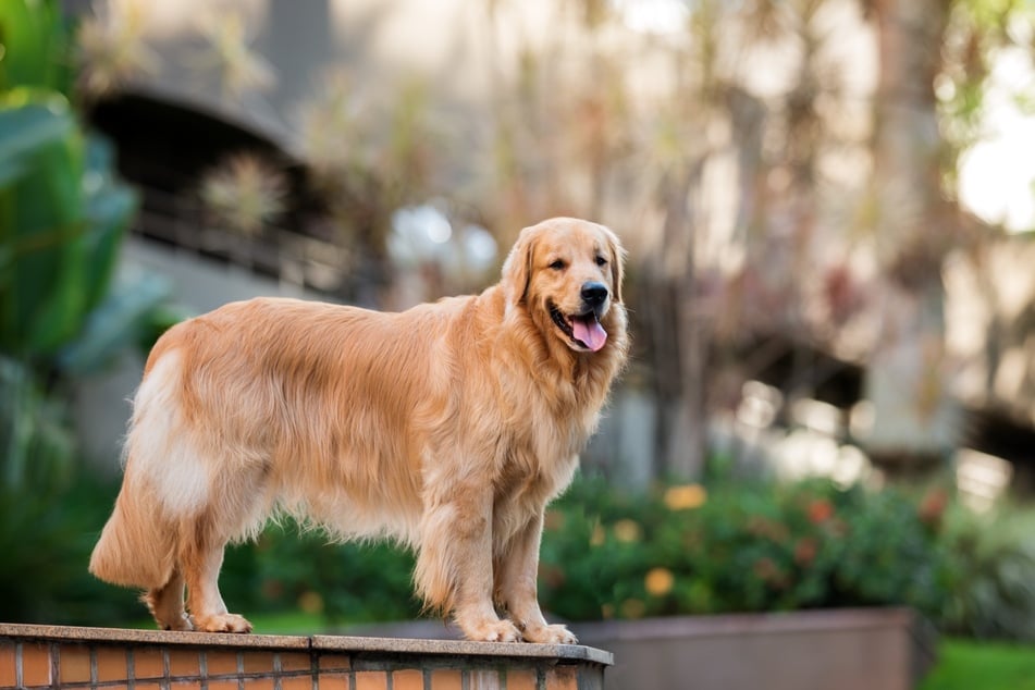 Ein verschmuster und verspielter Familienhund: der Golden Retriever.