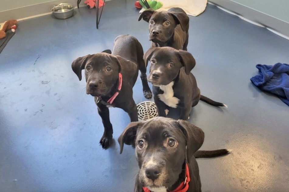 The four "suitcase sisters" have all been adopted, according to an update from Guilford County Animal Services.