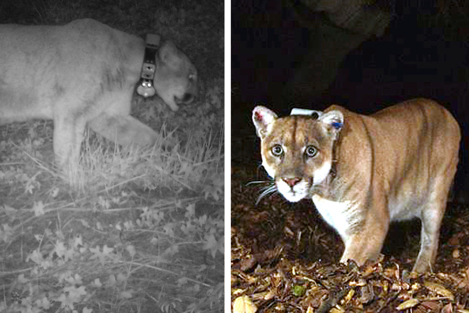Trauriges Ende für "geliebtes Maskottchen": Berühmter wild lebender Puma eingeschläfert!
