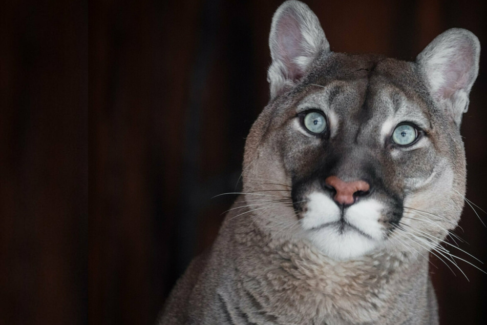 Cougar stalking the halls of a high school caught by quick-thinking janitor
