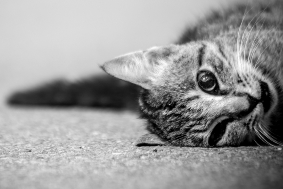 Die Katzen überlebten die Tat nicht. (Symbolbild)