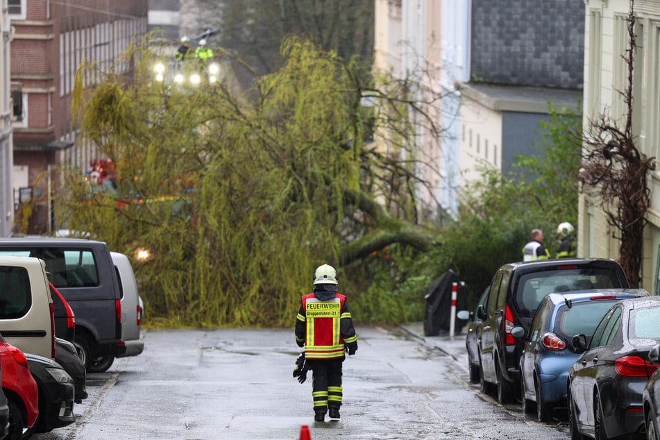 Eine große Weide ist in Wuppertal auf eine Straße gestürzt.