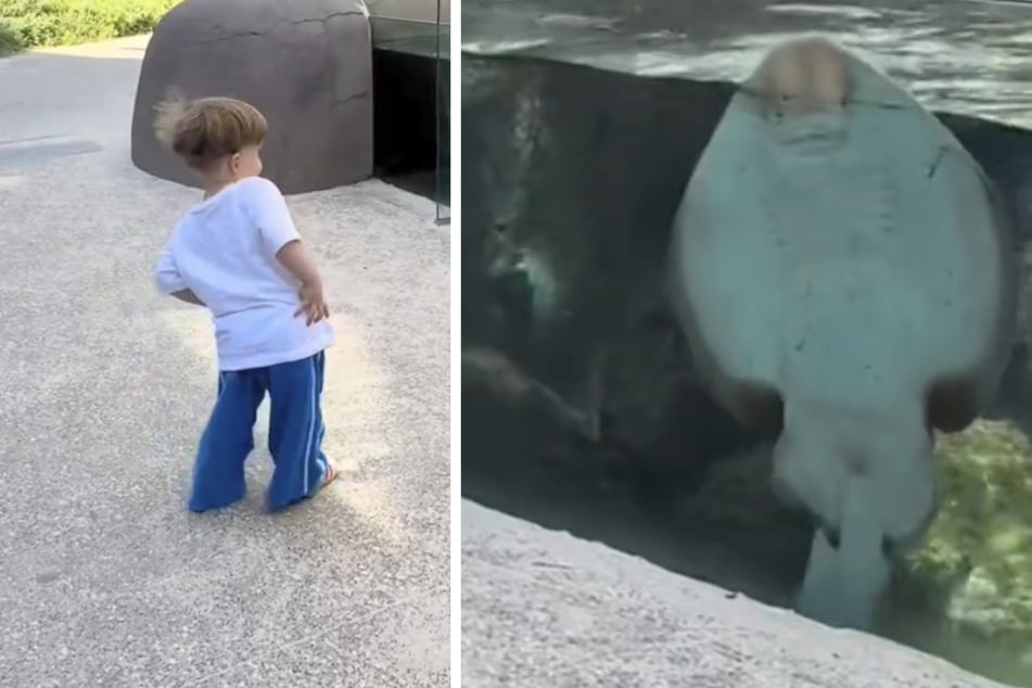 Stingray and little boy have epic zoo dance party: "Did we just become best friends"